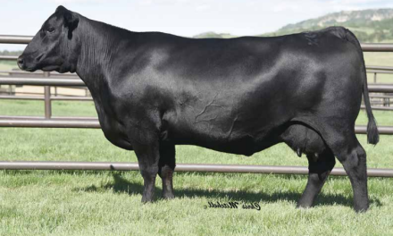 Angus Embryos For Sale:  SB10-2709
