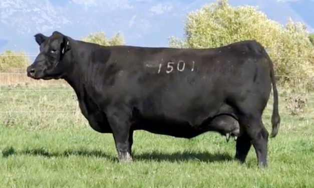 Angus Embryos For Sale: SB10-2642