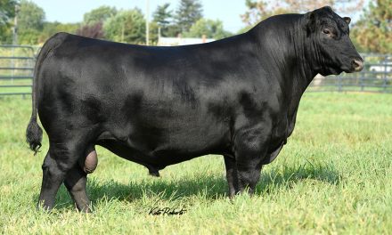 Angus Semen For Sale:  SB10-2542