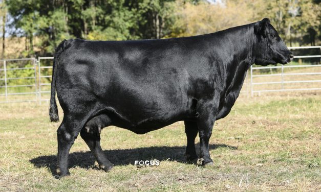 Angus Embryos For Sale:  SB10-2658
