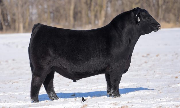 Angus Semen For Sale:  SB10-2703