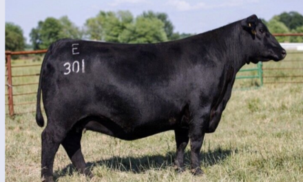 Angus Embryos For Sale:  SB10-2652