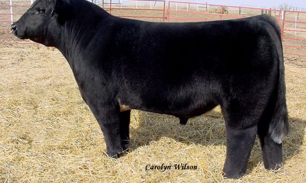 Club Calf Semen For Sale:  SB10-2701