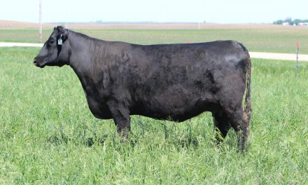 Angus Embryos For Sale:  SB10-2676