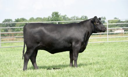 Angus Embryos For Sale:  SB10-2706