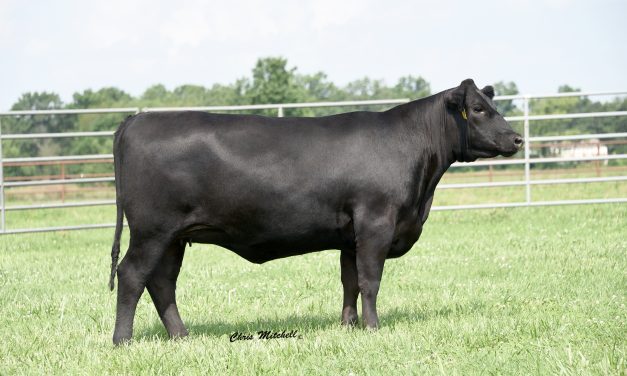 Angus Embryos For Sale:  SB10-2706