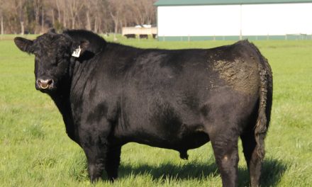 Angus Yearling Bull For Sale:  SB10-2644