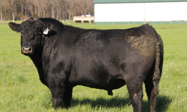 Angus Yearling Bull For Sale:  SB10-2644