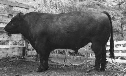 Angus Semen Wanted:  SB10-2638