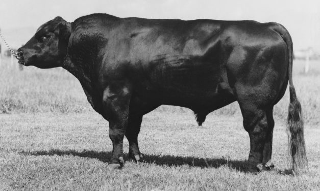 Angus Semen Wanted:  SB10-SB10-2637