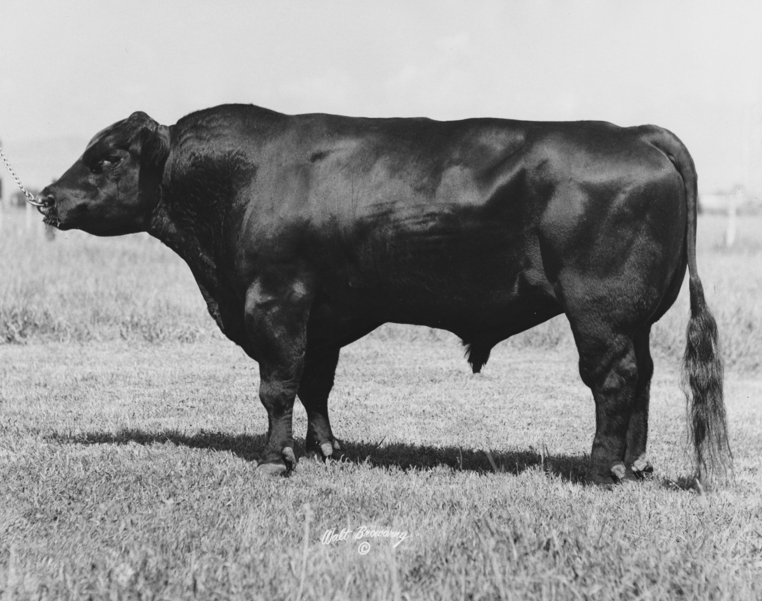 Juanada Lad of RR 22