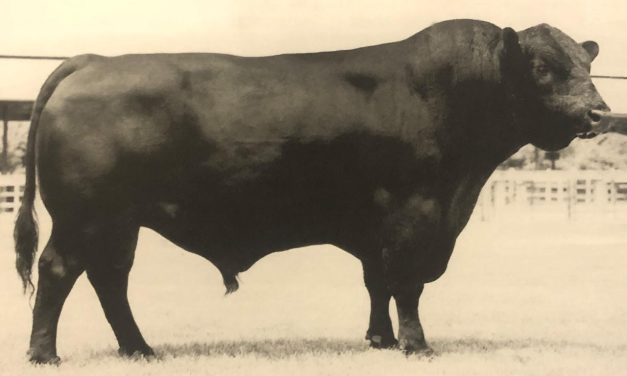 Angus Semen Wanted:  SB10-2708