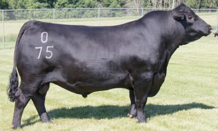 Angus Semen For Sale:  SB10-2704