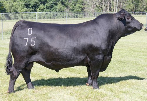 Angus Semen For Sale:  SB10-2704
