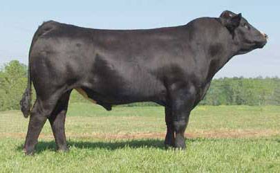 Simmental Semen For Sale:  SB10-2647