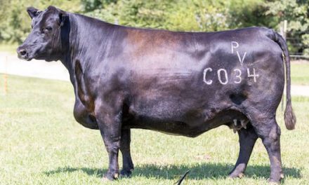 Angus Embryos For Sale:  SB10-2657