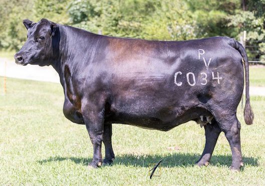 Angus Embryos For Sale:  SB10-2657