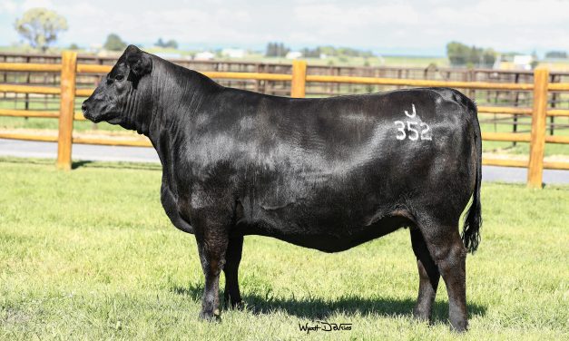 Angus Embryos For Sale:  SB10-2693