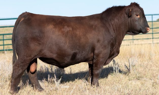 Red Angus Semen Wanted:  SB10-2710