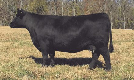 Angus Embryos For Sale:  SB10-2698