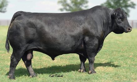 Angus Semen For Sale:  SB10-2805