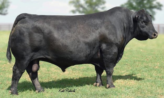 Angus Semen For Sale:  SB10-2805