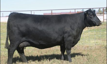 Angus Embryos For Sale:  SB10-2697