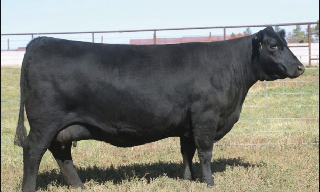 Angus Embryos For Sale:  SB10-2697
