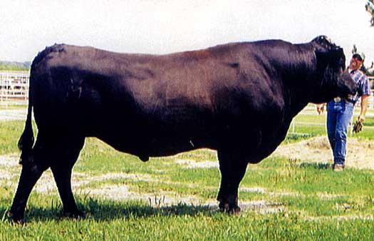Wagyu Embryos For Sale:  SB10-2679