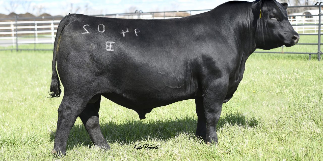 Angus Semen For Sale: SB10-2945