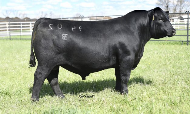 Angus Semen For Sale:  SB10-2945