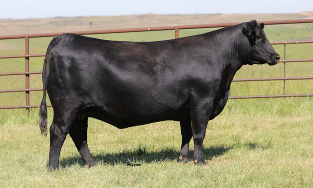 Angus Embryos For Sale:  SB10-2705