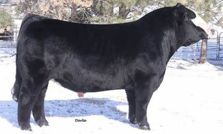 Simmental Semen For Sale:  SB10-3465