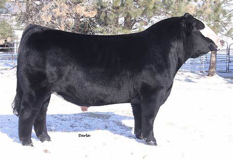 Simmental Semen For Sale:  SB10-2623