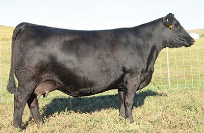 Angus Embryos For Sale:  SB10-2677