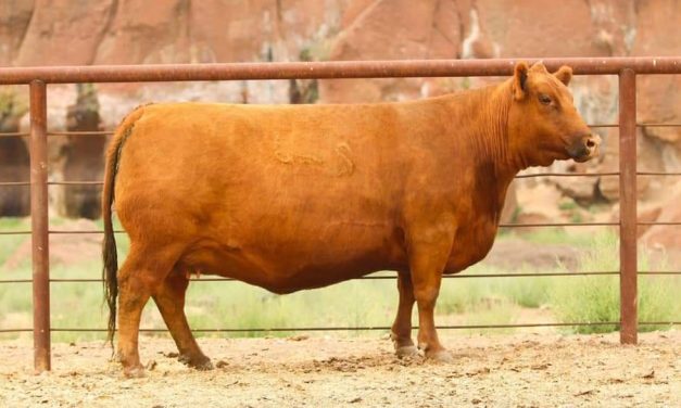 Red Angus Embryos For Sale:  SB10-2663