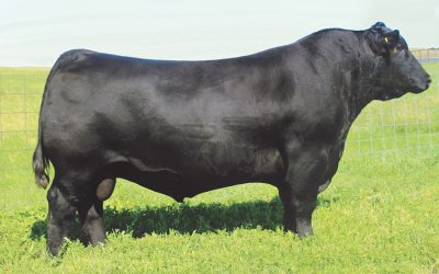 Angus Semen For Sale:  SB10-4328