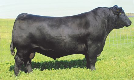 Angus Semen For Sale:  SB10-4328