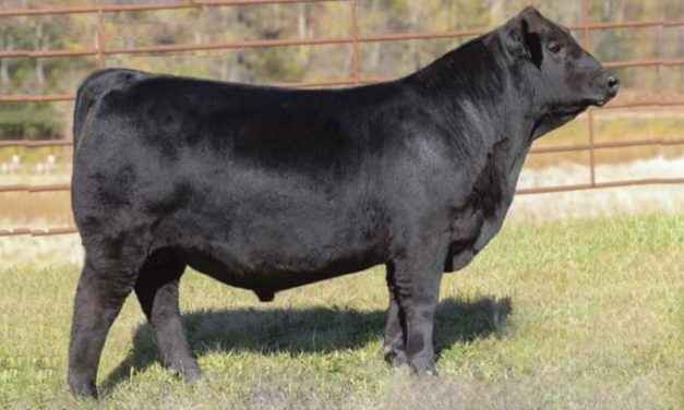 Angus Semen For Sale:  SB10-2700