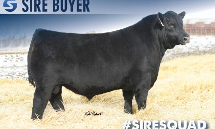 Angus Semen For Sale:  SB10-2732