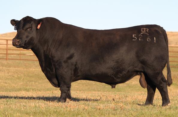 Angus Semen For Sale:  SB10-4807