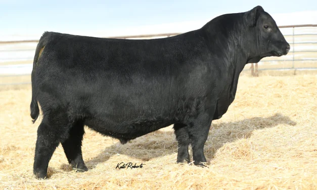 Angus Semen For Sale:  SB10-2731