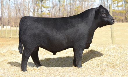Angus Semen For Sale:  SB10-2766