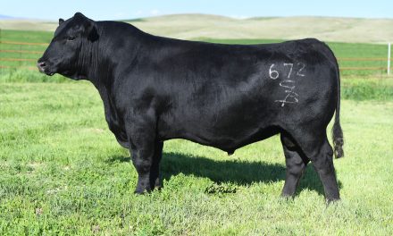 Angus Semen For Sale:  SB10-2930
