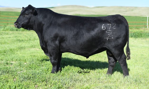 Angus Embryos For Sale:  SB10-3059