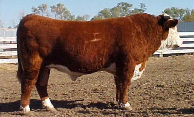 Hereford Semen For Sale:  SB10-2762