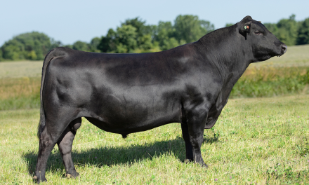 Angus Embryos For Sale:  SB10-3073