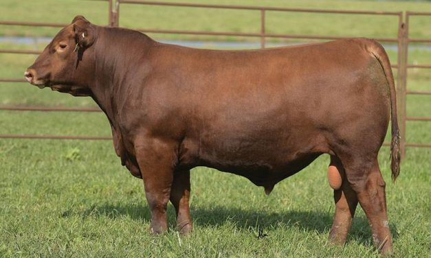 Red Angus Semen For Sale:  SB10-2725