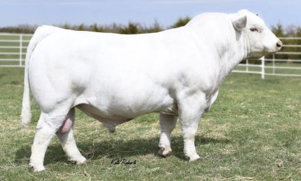 Charolais Semen For Sale:  SB10-2723