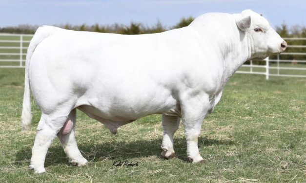 Charolais Semen For Sale:  SB10-2723